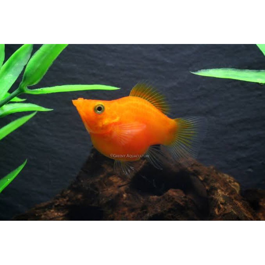 ikan hias Molly orange Balon ( Max 10Ekor)(Khusus Gojek)