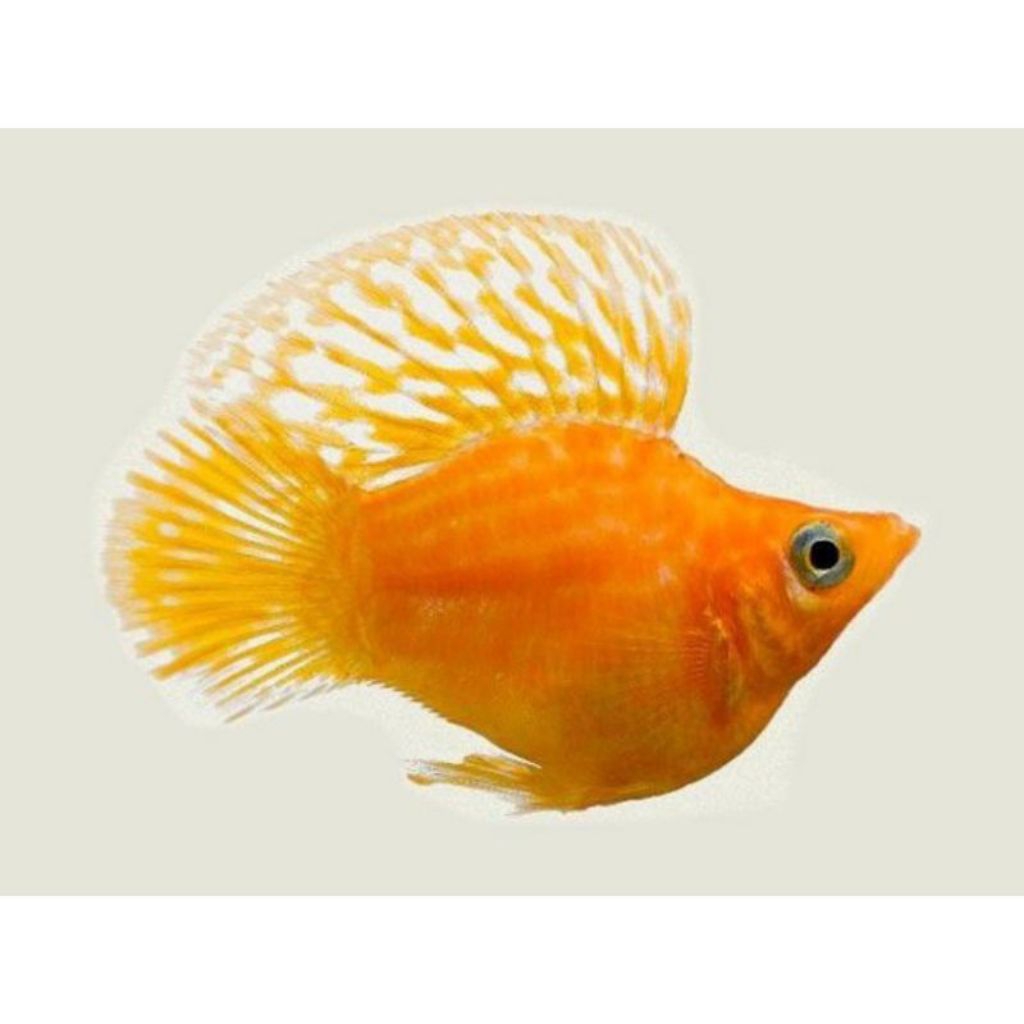 ikan hias molly orange balon(khusus gojek)