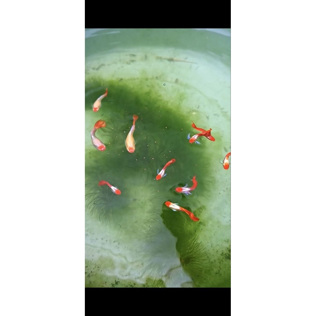albino prtde koi induk muda