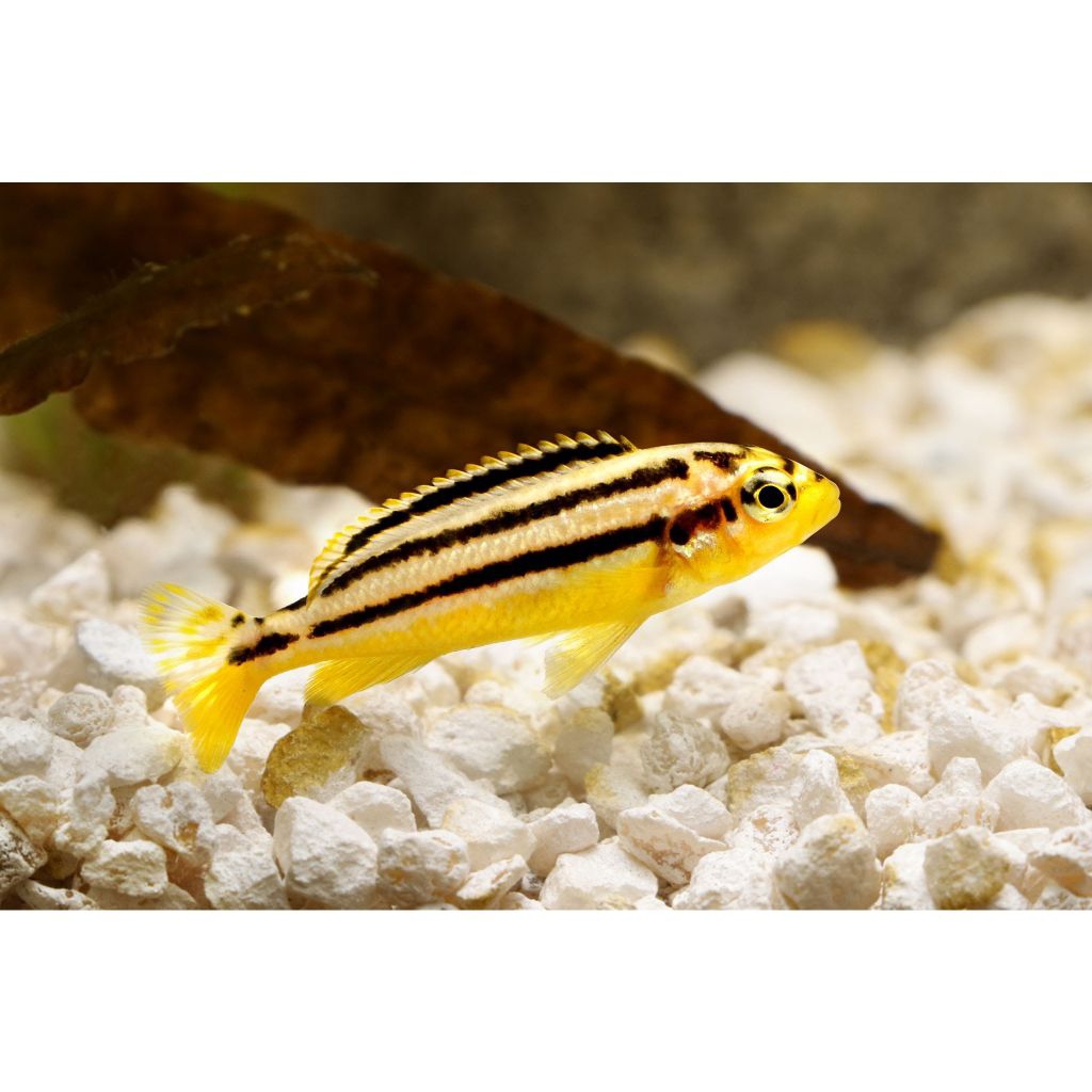 ikan siklid/niasa ( khusus gojek )
