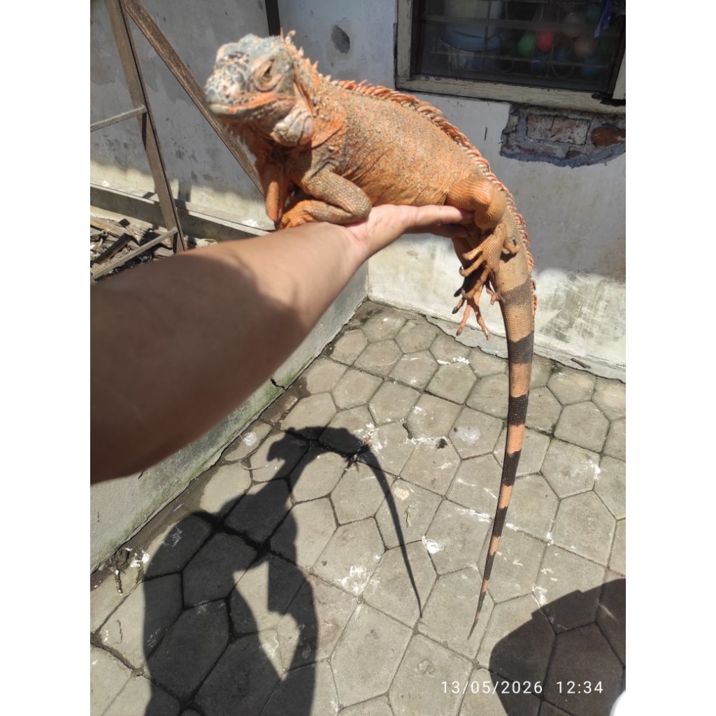 Koleksi Iguana Red Dewasa Cakep-cakep