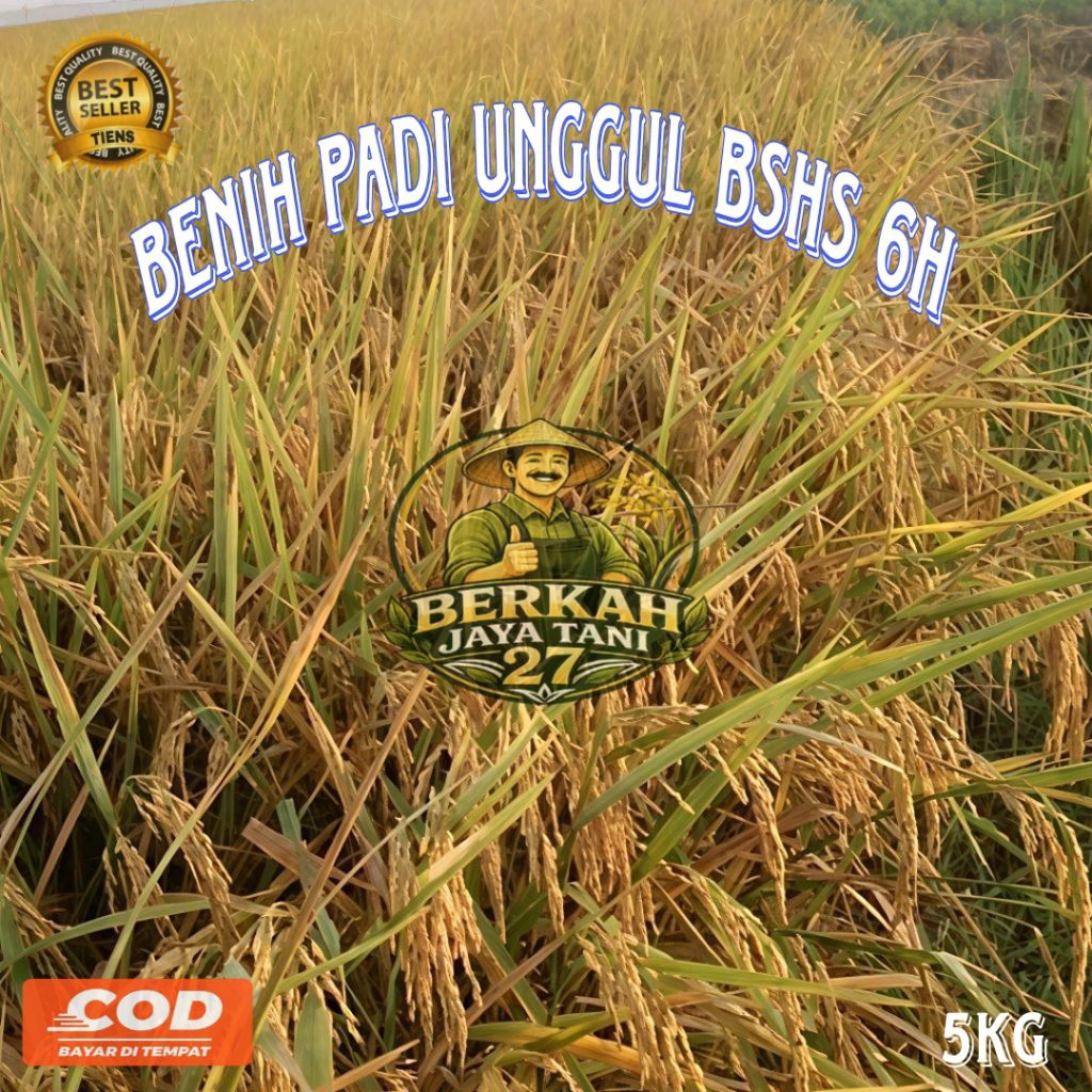 5KG BENIH PADI UNGGUL BSHS 6H BERKUALITAS PREMIUM