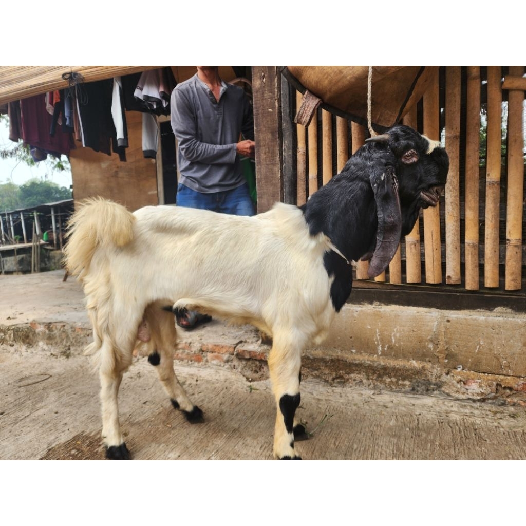 KambingQurban