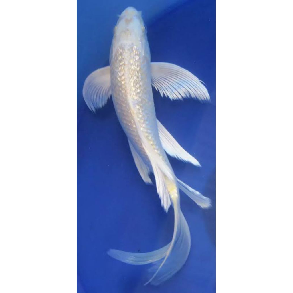 ikan hias koi platinum slayer(khusus gojek)