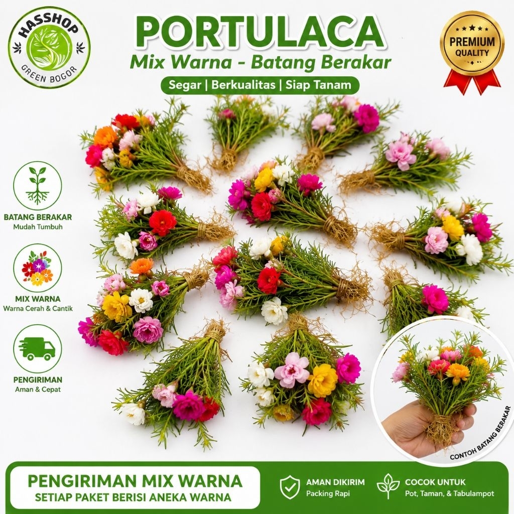 Bibit Krokot 10 Batang Varian Bunga Warna Warni Pukul 9 Moserose Murah