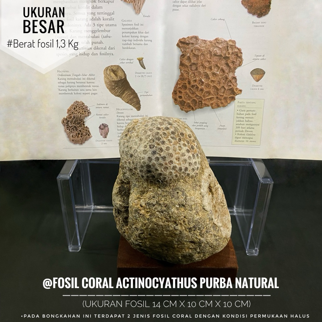 Fosil Coral Actinocyathus Purba C20 atau Fosil Rugose Coral atau Fosil Bunga Karang atau Fosil Tumbu
