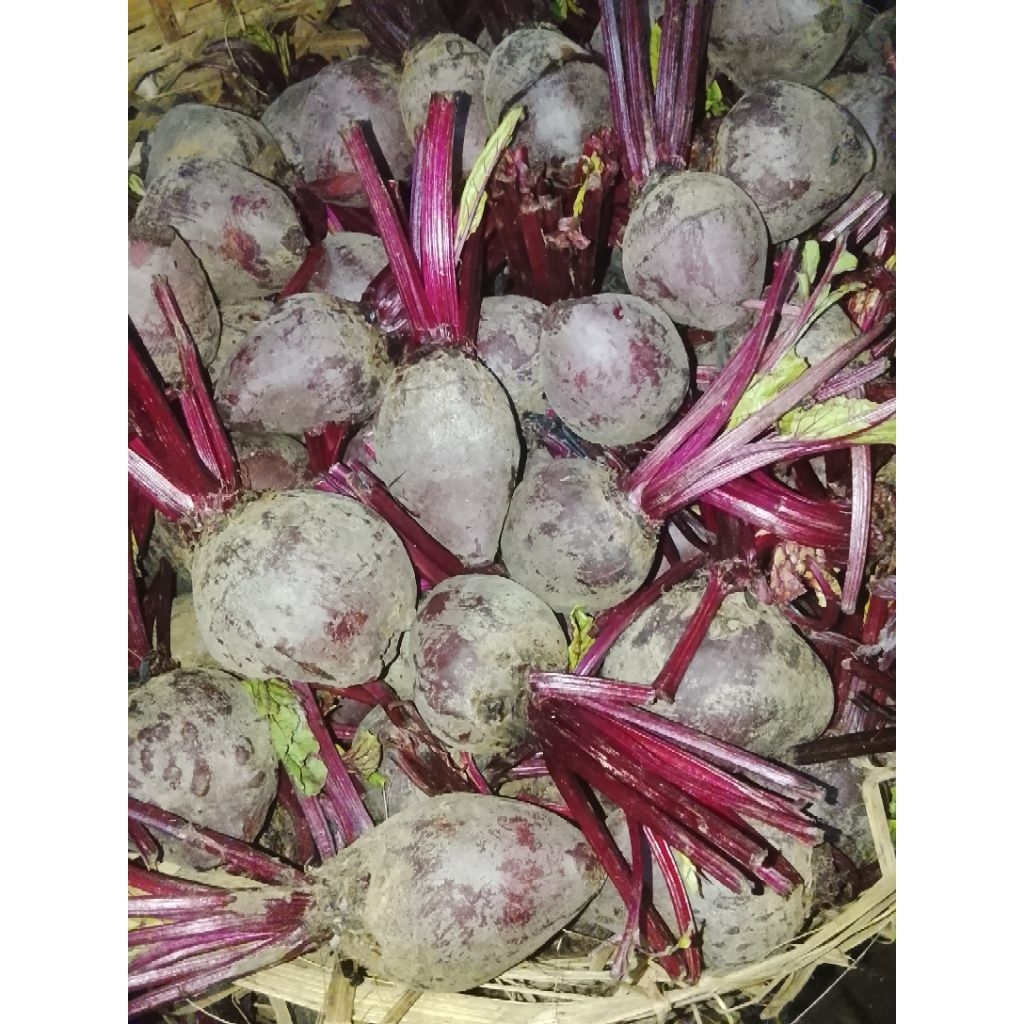 buah bit 1kg