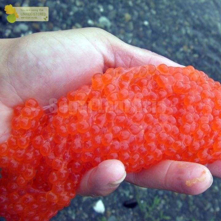 Telur Ikan Sembilang / Telor Ikan Sembilang / Sumilang Telur / Telor Ikan Segar / Telur Ikan