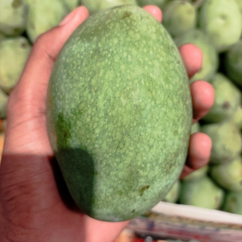 mangga manalagi super manis 1kg - mangga manalagi manis & fresh