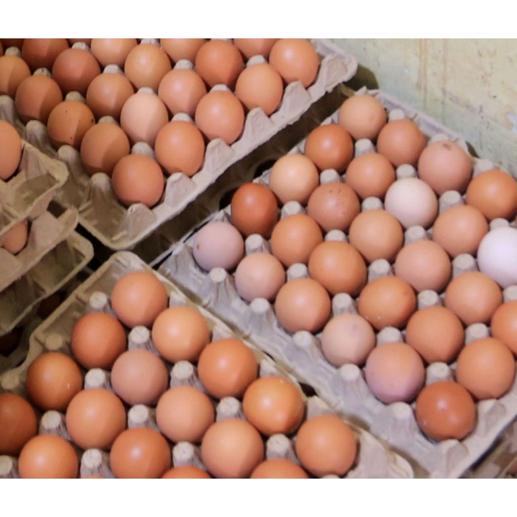 Telur Ayam Negeri 1 kg