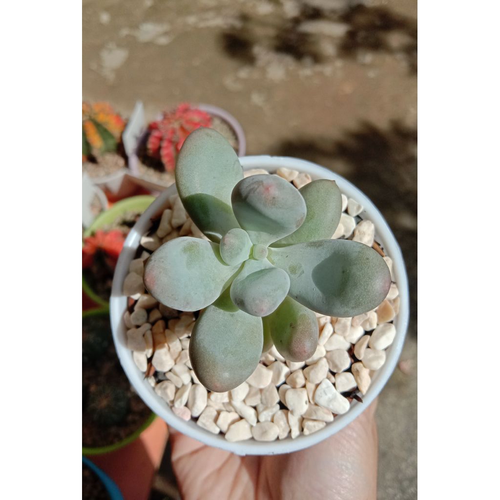 MOONSTONE SUKULEN TANAMAN