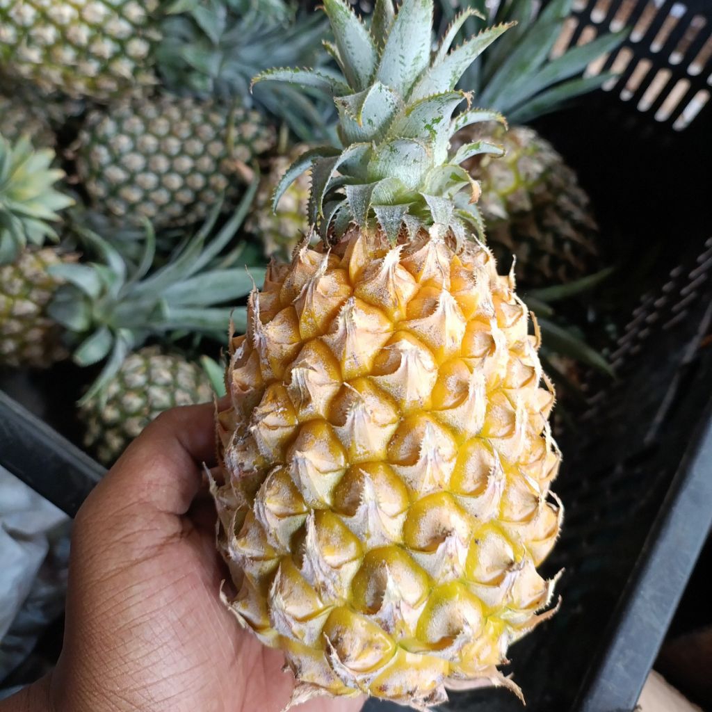 Nanas Madu Gunung Kelud Manis