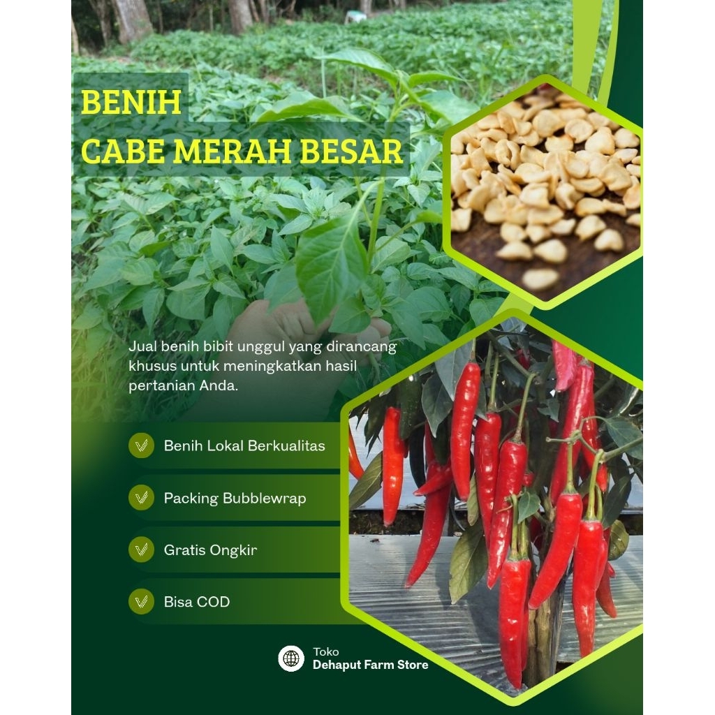 Benih Unggul CABE MERAH BESAR (20gr)