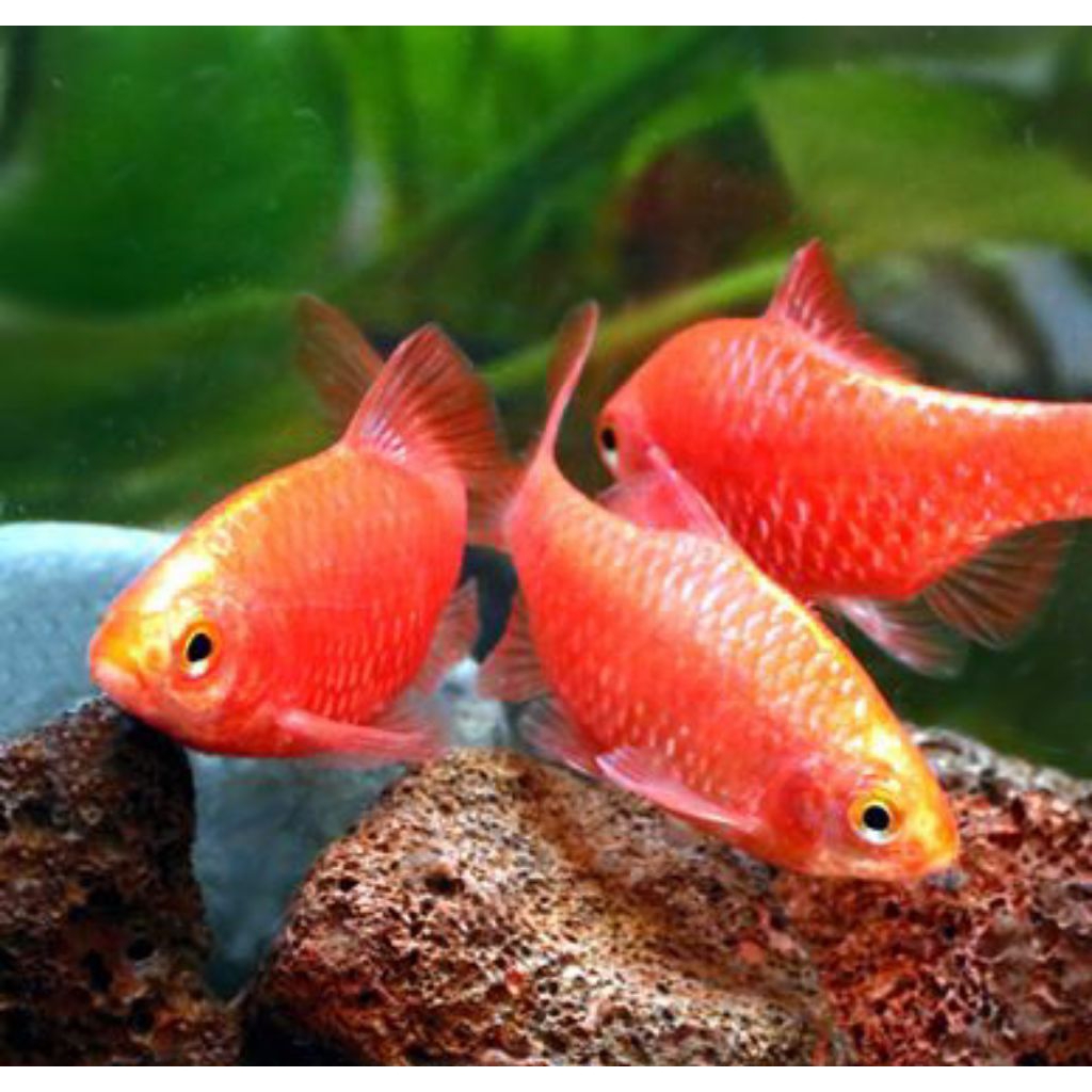 ikan red barbir rosy barb longfin slayer
