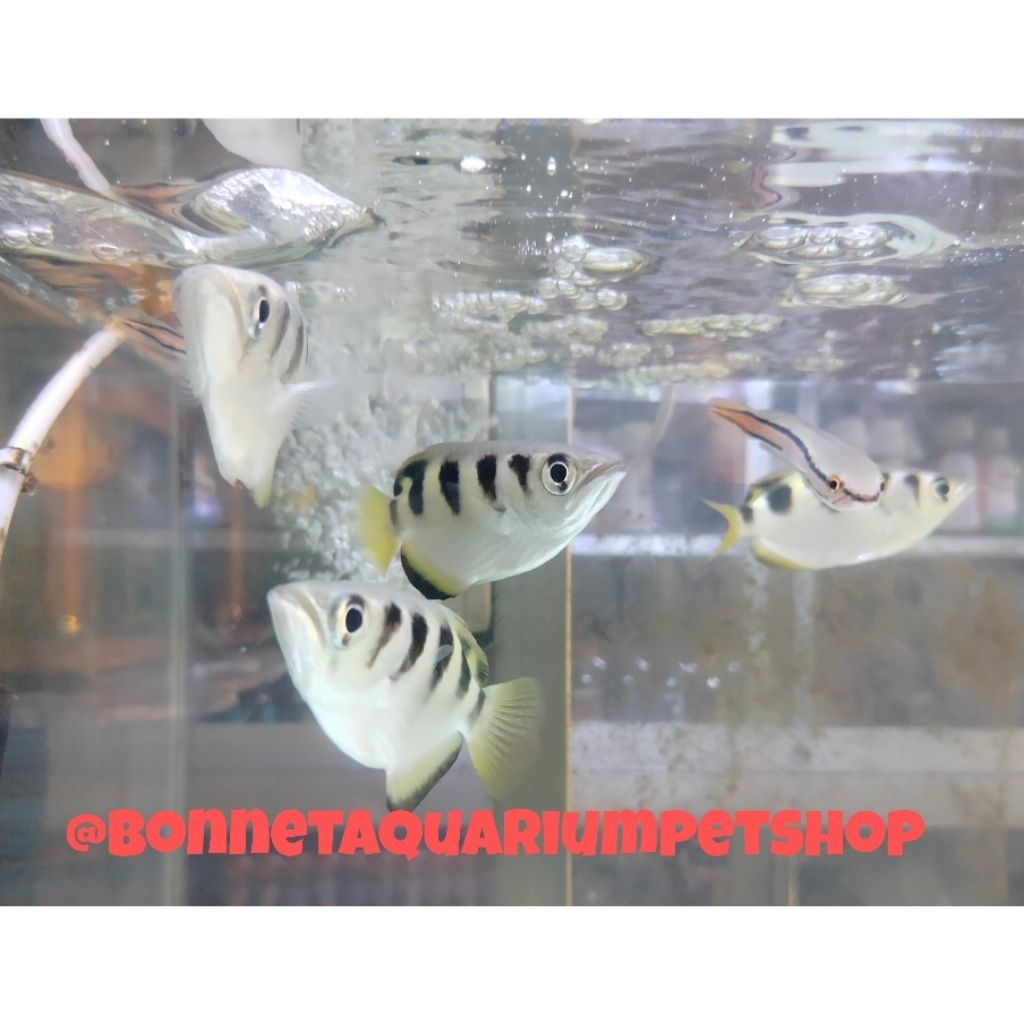 IKAN HIAS PREDATOR ARCHER ONLY INSTAN