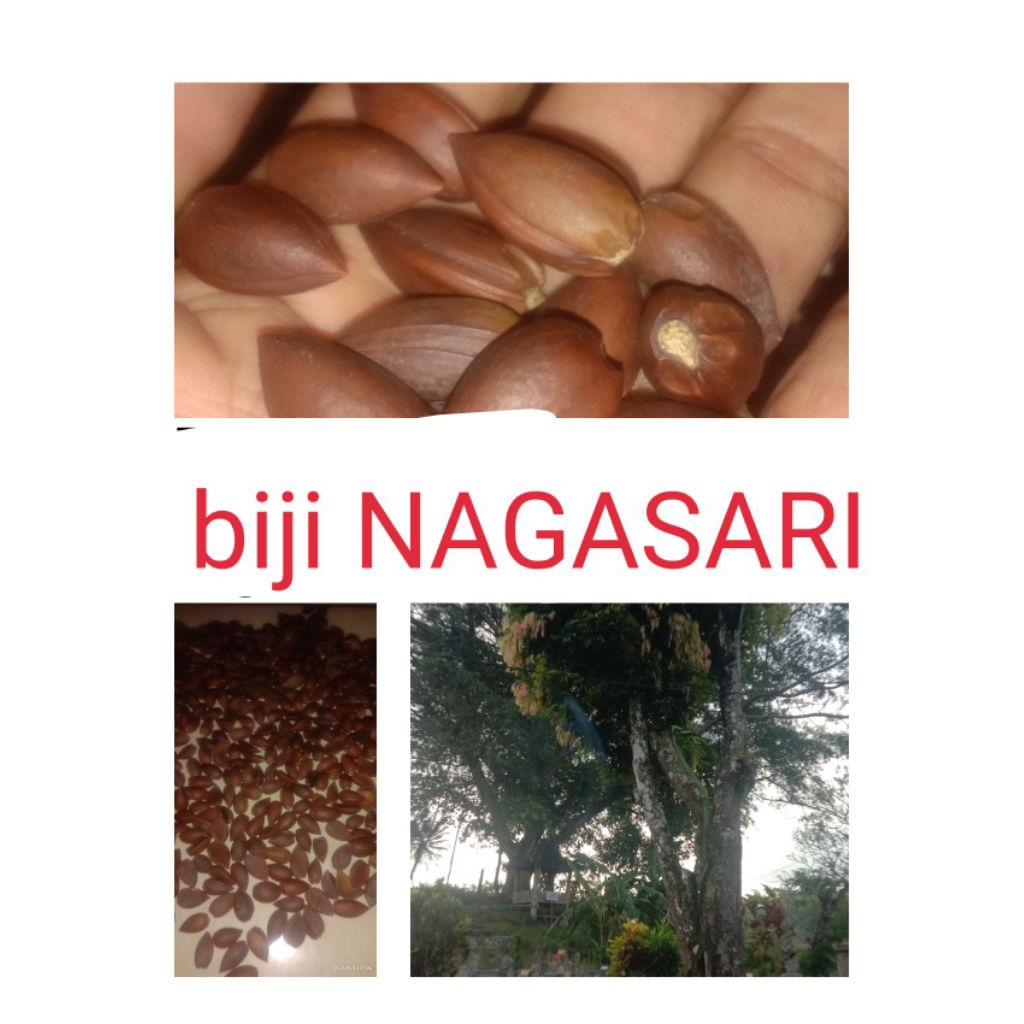 biji pohon NAGASARI makam