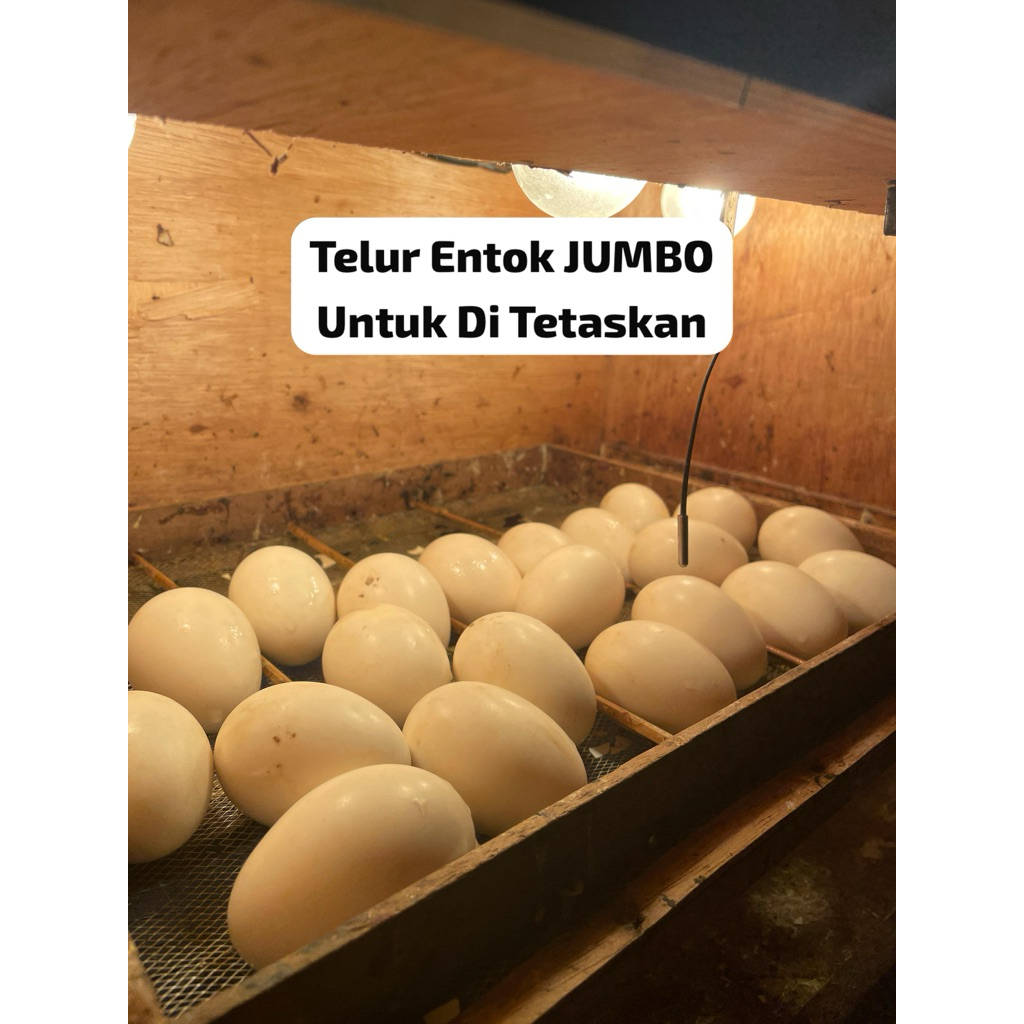 Telur Tetas Entok Jumbo ORI