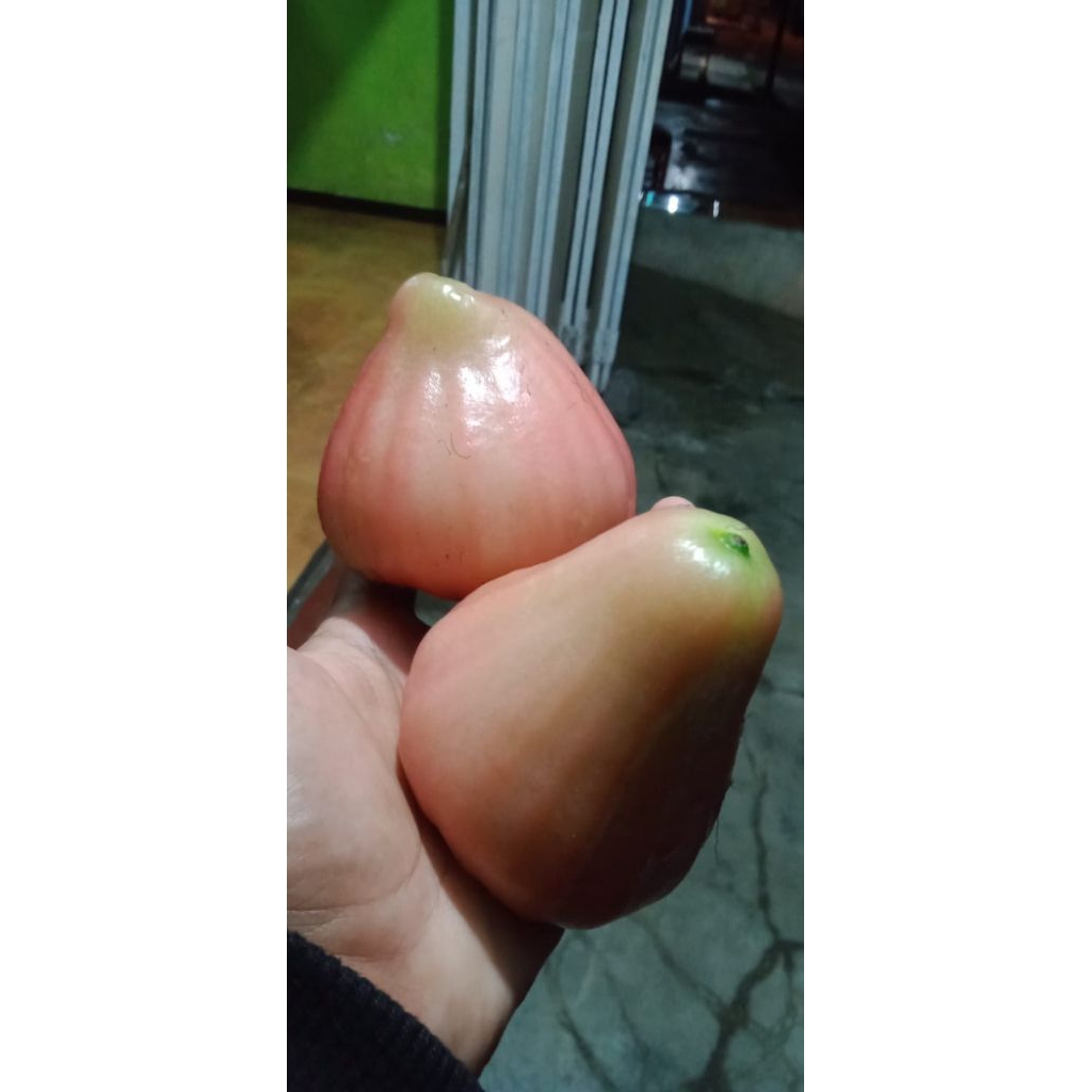 CANGKOKAN JAMBU AIR KING ROSE APPLE