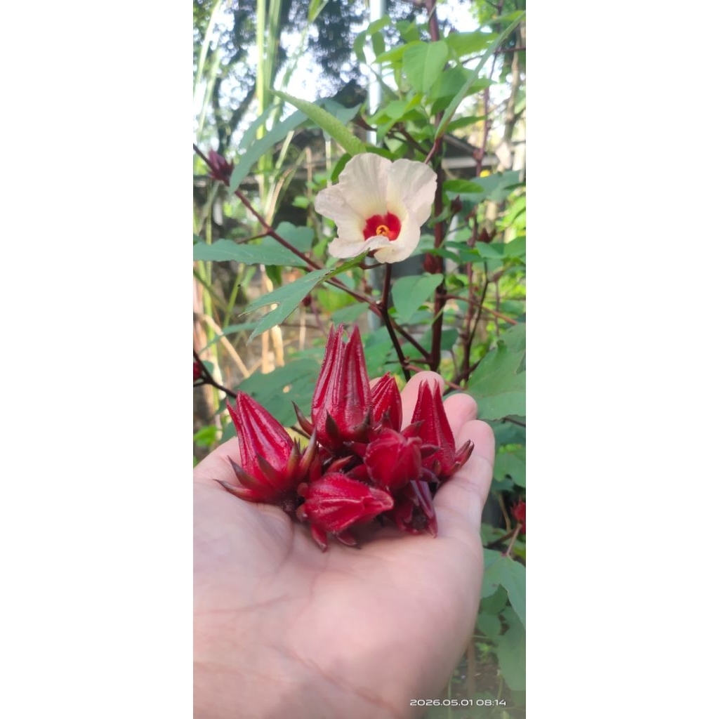Bunga Rosella Segar