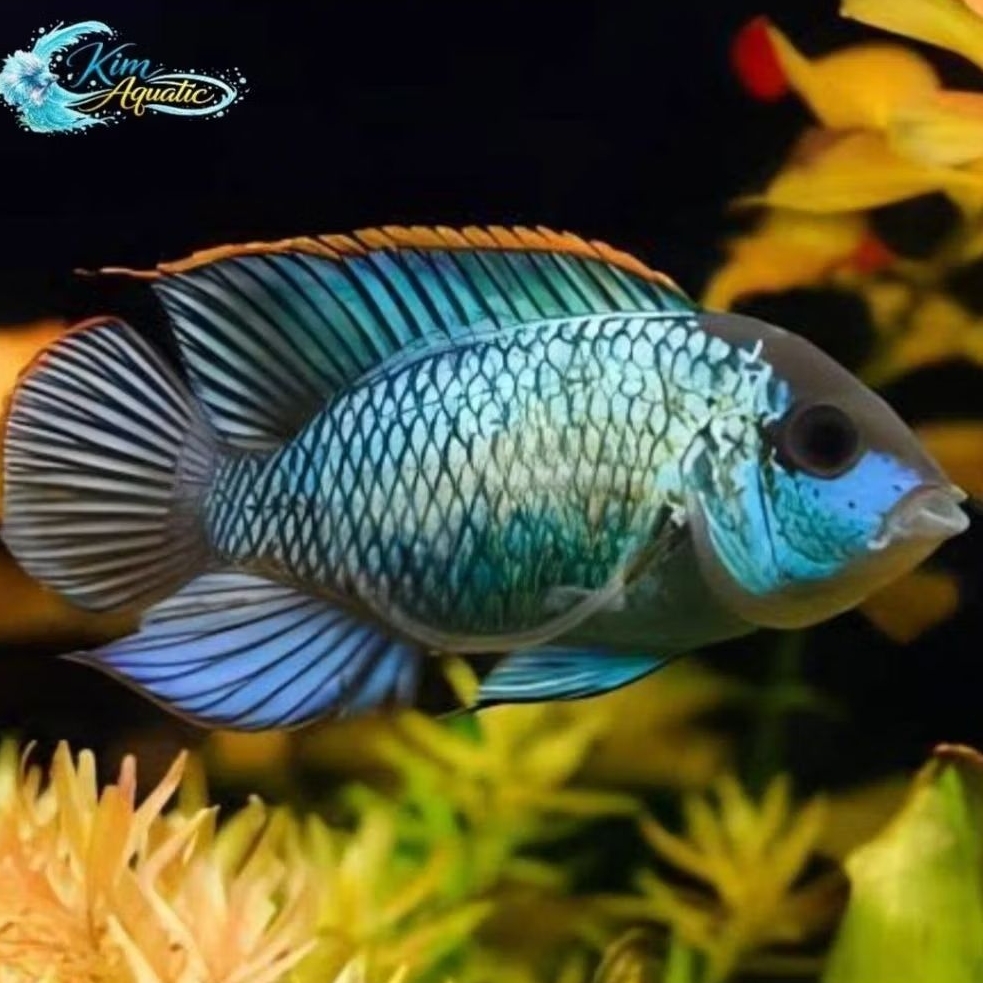 Hiasan Ikan Blue Acara chiclid 2,5 - 3 CM + Bonus Ikn/Pkn