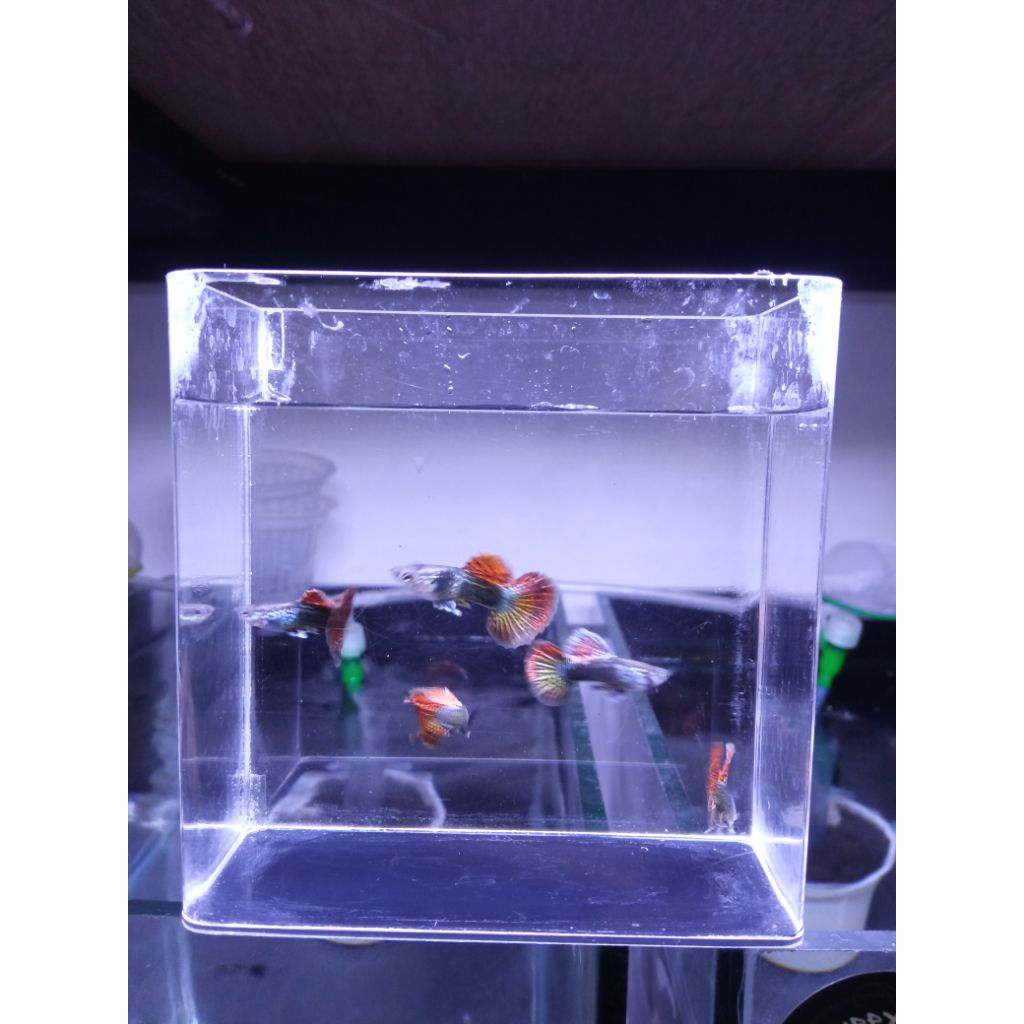 Hiasan aquarium guppy red dragon halfmoon