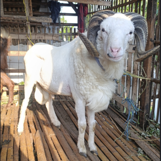 Kambing Domba Hidup Jantan Betina Aqiqah Qurban Free Ongkir Jabodebek