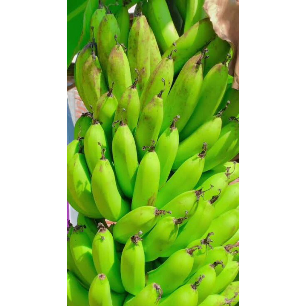bibit pisang morosebo