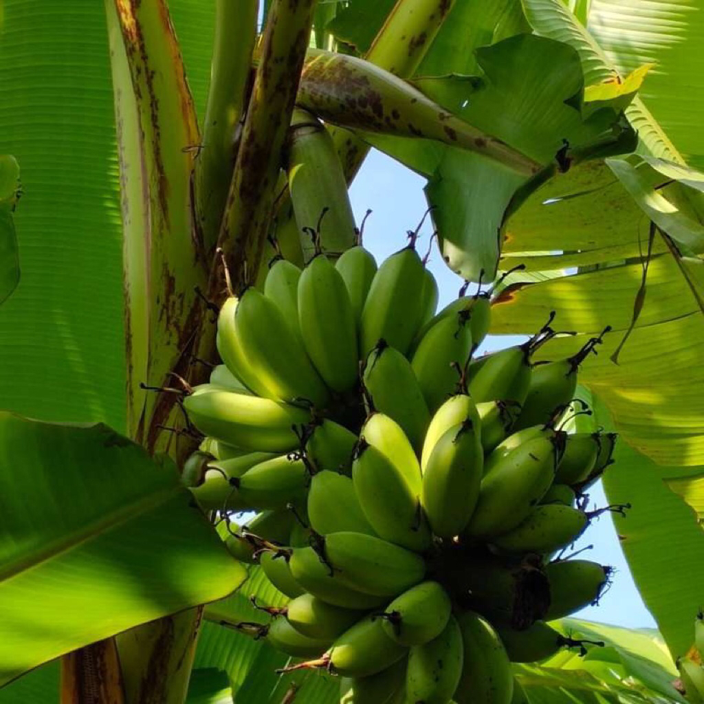bibit pisang mas