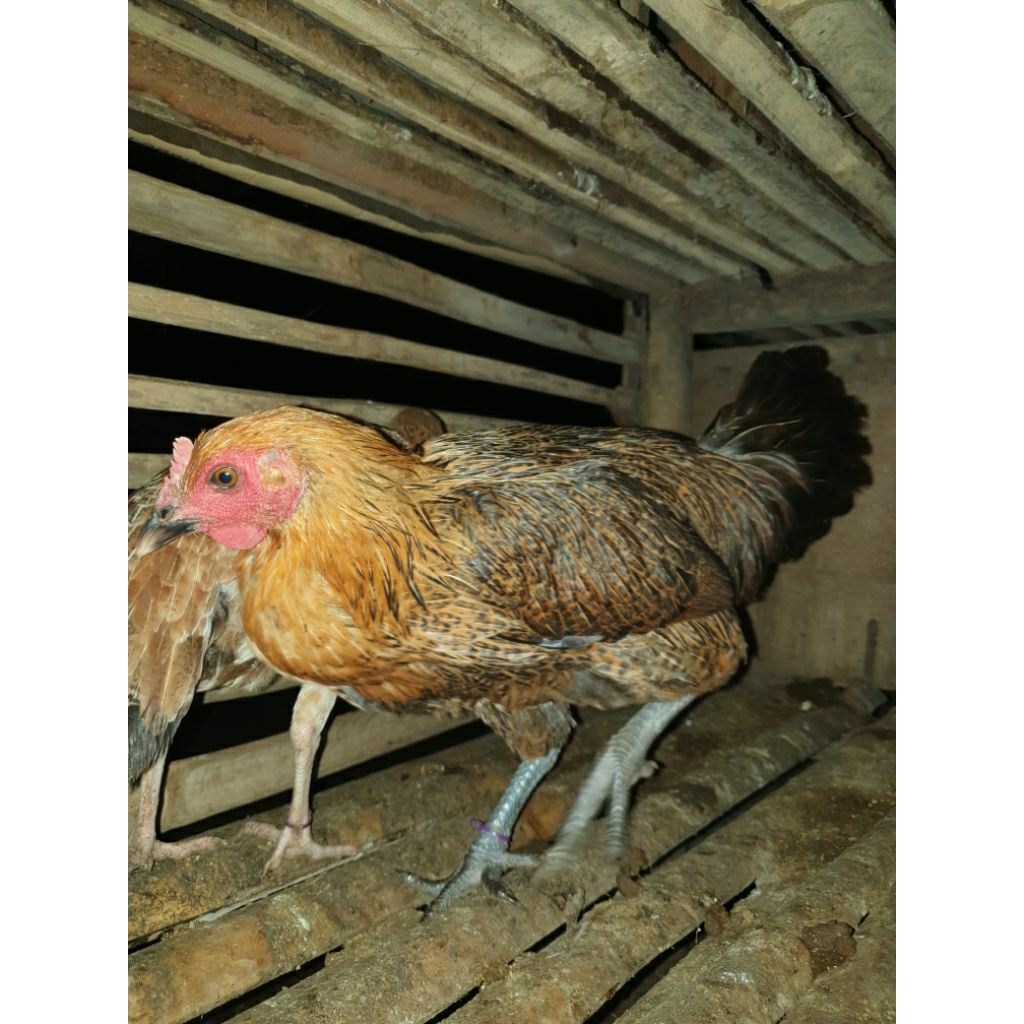 Betina ayam pelung jumbo