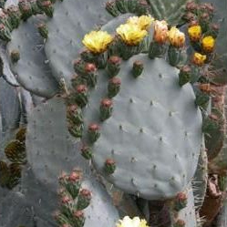 Kaktus Opuntia Robusta ( Blue Opuntia)