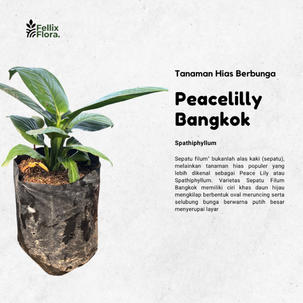Tanaman Hias  Spatufilum / Peace Lily Bangkok Daun Lebar