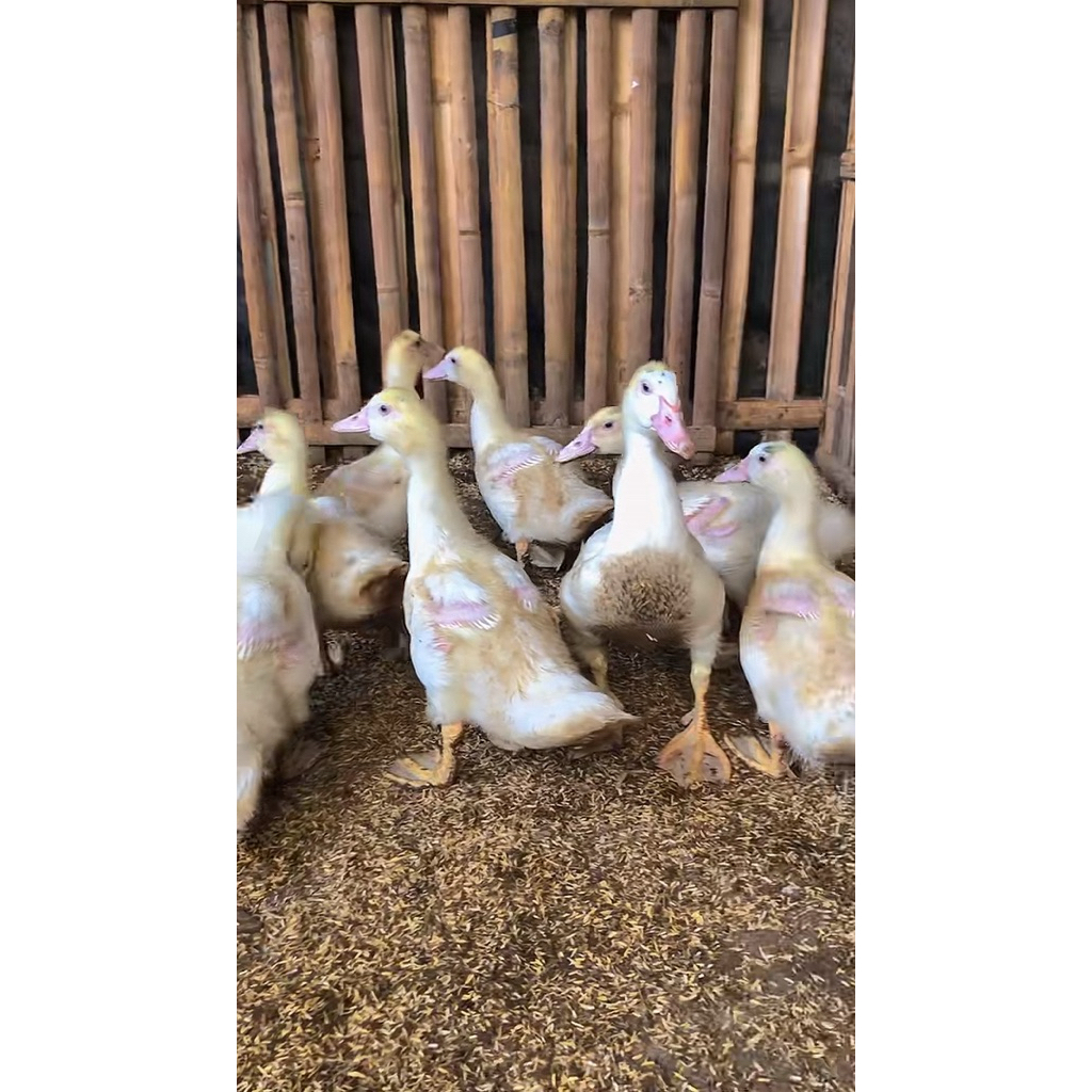 TELUR MENTOK UNTUK DI TETASKAN / TELUR ENTOK SUPER JUMBO LEHER PANJANG