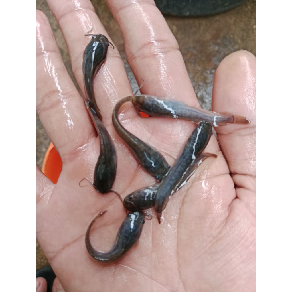 Bibit ikan lele ukuran 4-5 cm paket isi 100 ekor