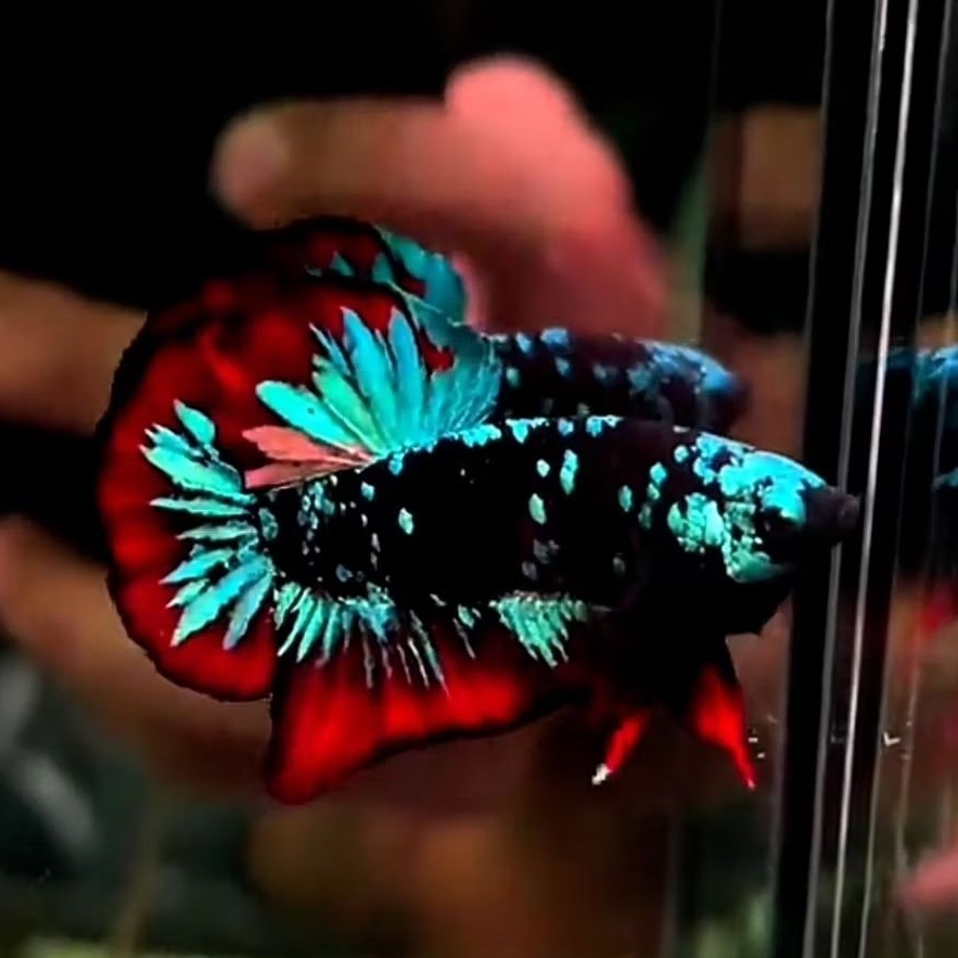 Ikan Cupang Avatar Vampir - Warna Mengkilap - Sehat Aktif