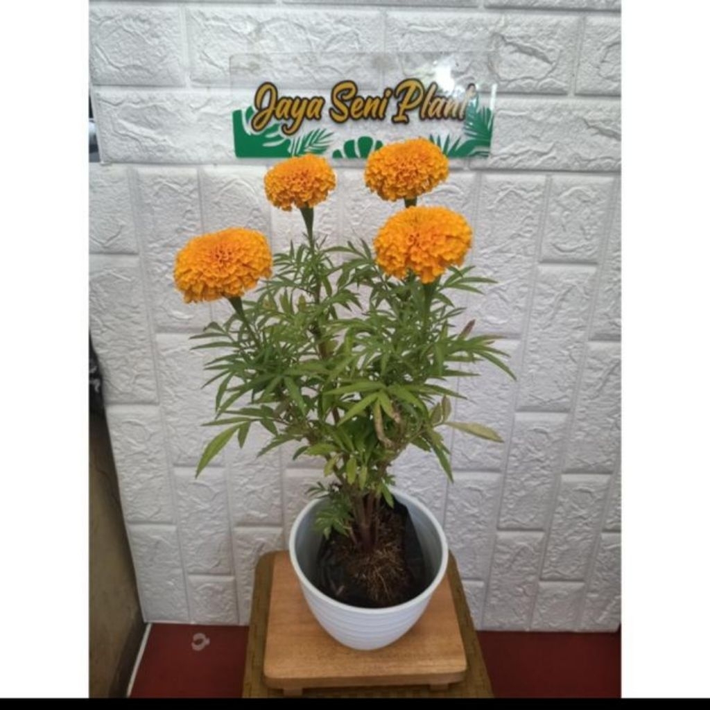 tanaman hias bunga marigold + pot putih