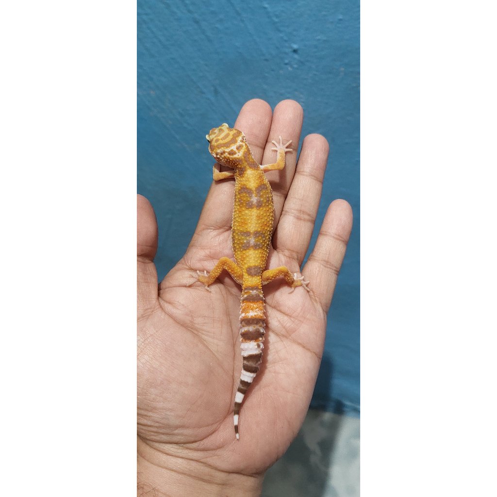 Mainan Leopard Gecko Tremper Lavender