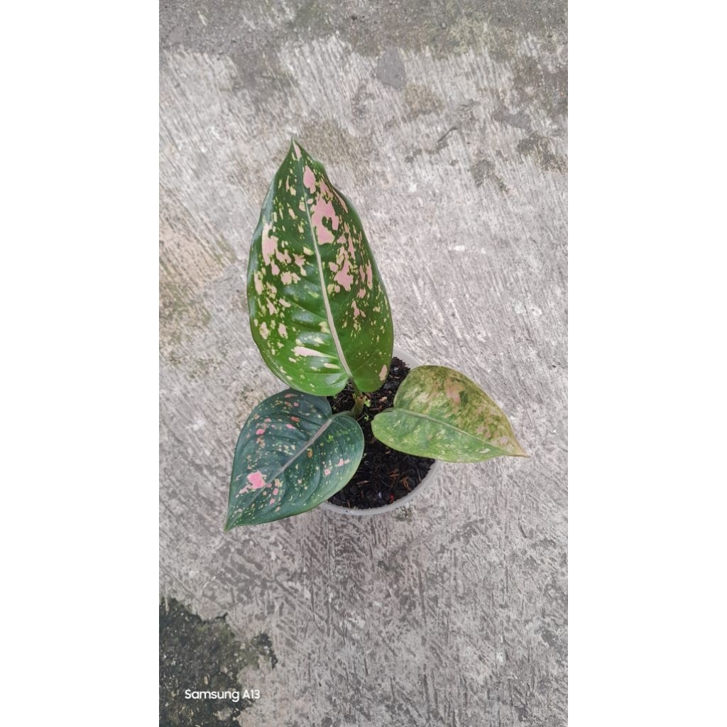 Aglonema Ruby Compacta/Compakta (Remaja)