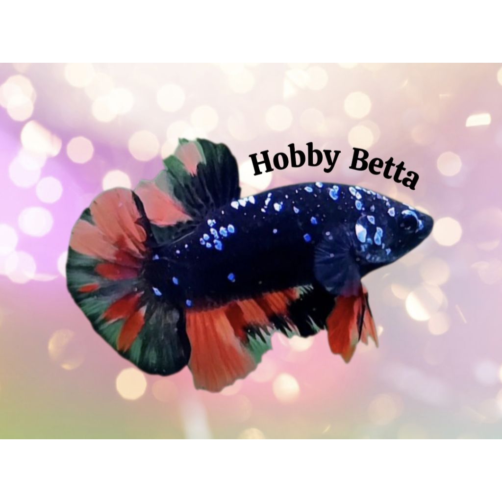 HIASAN AQUARIUM CUPANG AVATAR GORDON NEMO