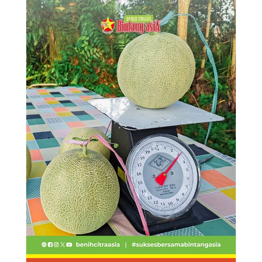 Benih Melon Merlin Bintang Asia Melon Merlin F1 Original 20 gr