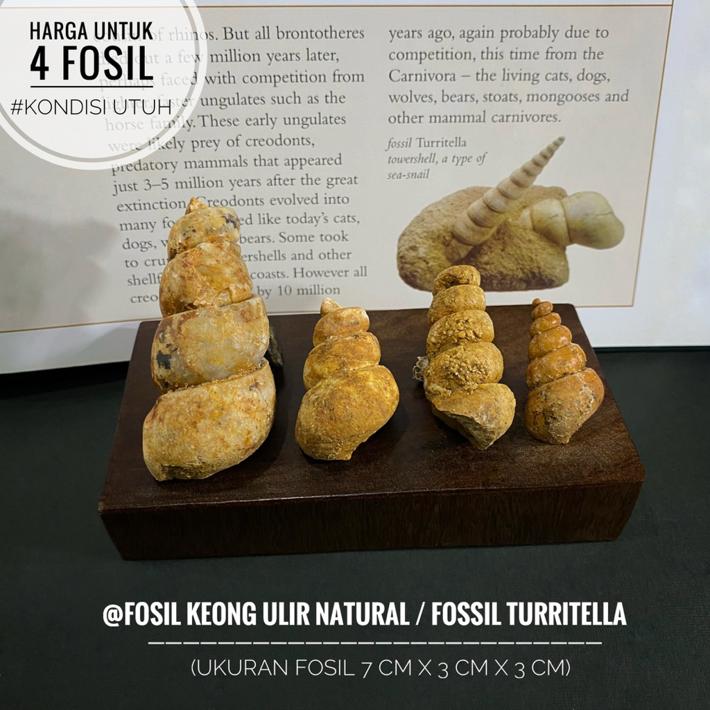 Fosil Keong Ulir Purba Natural B14 atau Fosil Gastropoda atau Fossil Turritella atau Fosil Kerang at