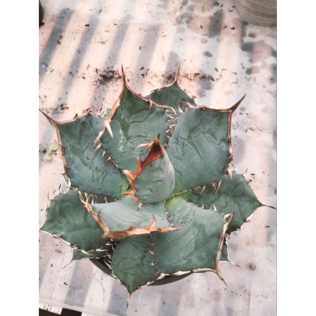 Agave titanota