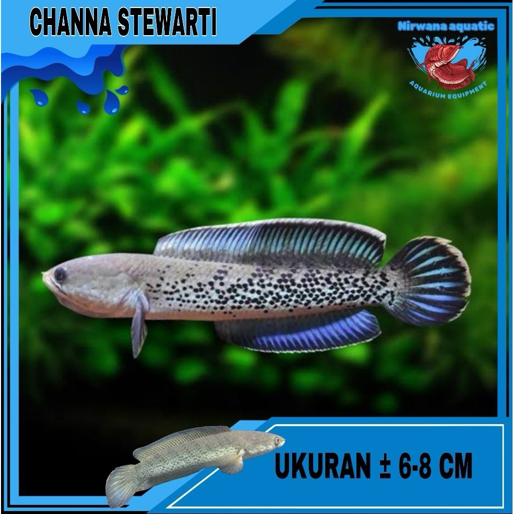 (INSTAN) CANA STEWARTI - UKURAN 7 & 12 CM