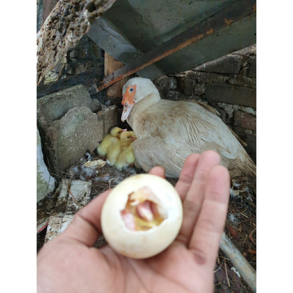 Telur fertil entok jumbo asli belitar