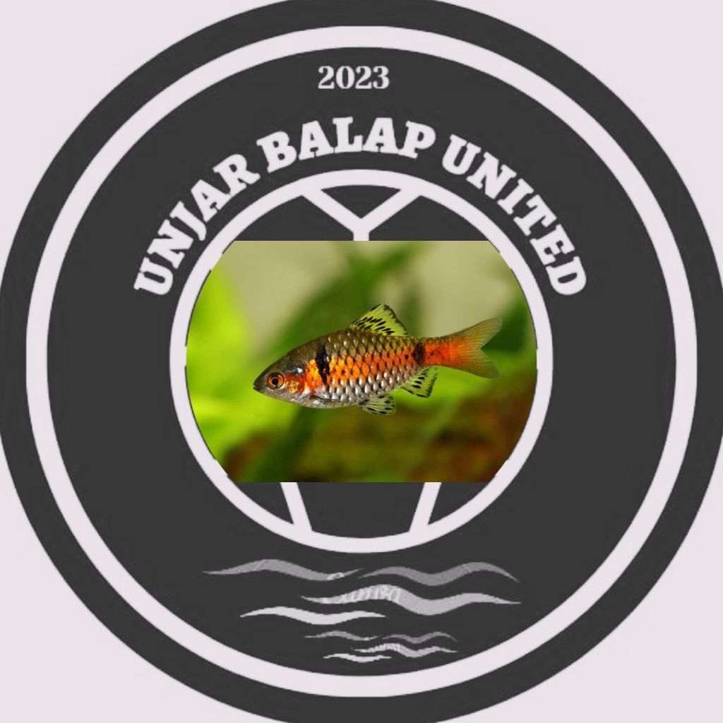 Odessa Barb jantan /  odesa barb jantan / odesa male /hiasan aquarium