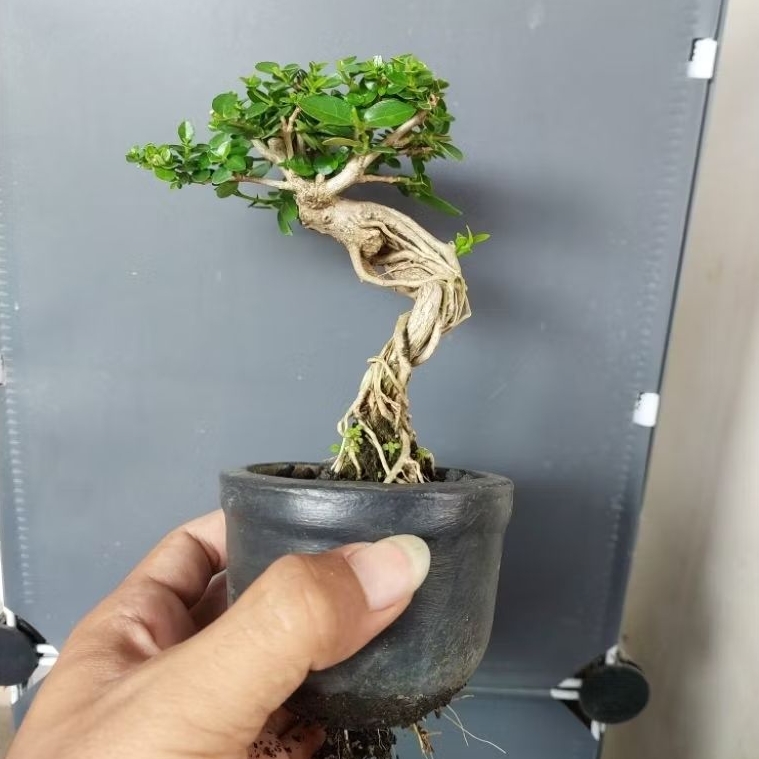 Bonsai Sancang Bahan - Tanaman Hidup - Pajangan Meja