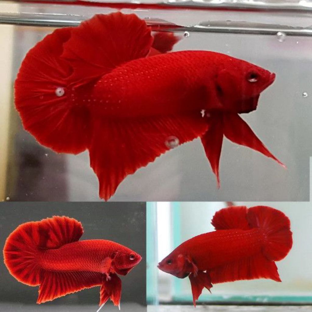Ikan Cupang Plakat Super Red Jantan - Warna Merah Solid, Bentuk Ekor Indah, Ukuran Medium