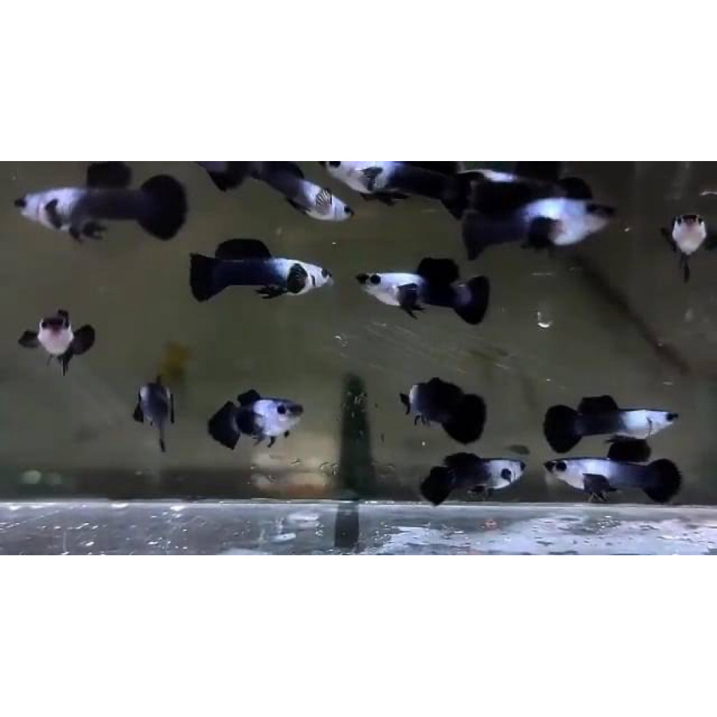 PENGIRAMM INSTANT GUPPY MINI PANDA