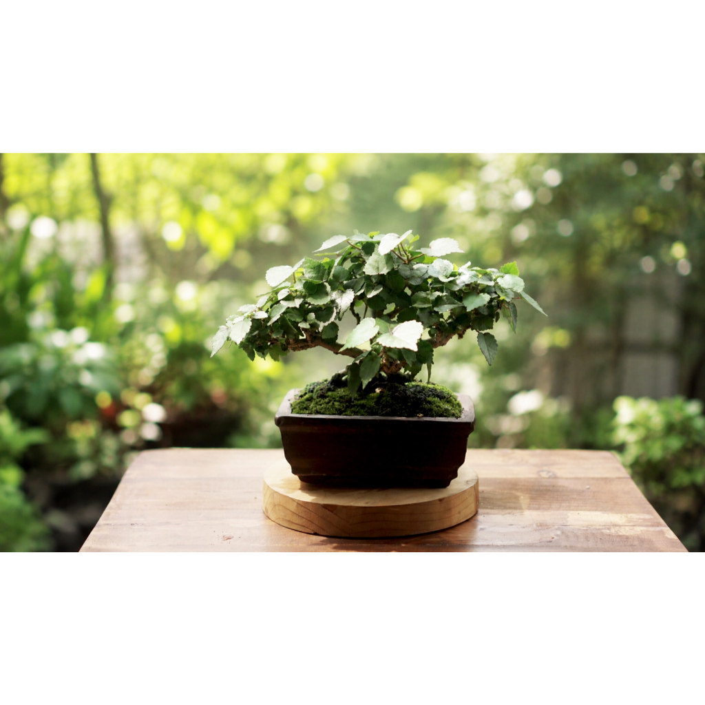 Bonsai mini waru India, sudah siap pajang, dan di ajak jalan jalan
