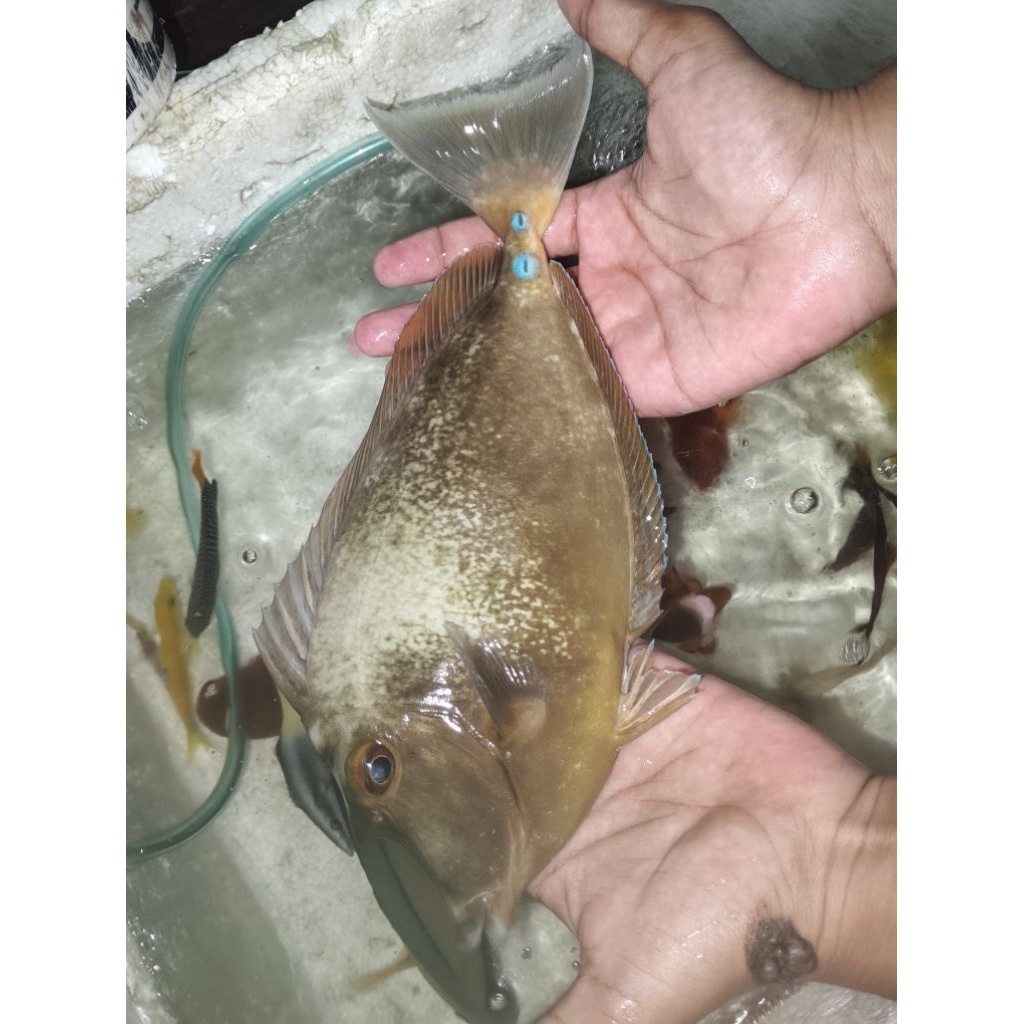 ikan hias laut botana tanduk XL