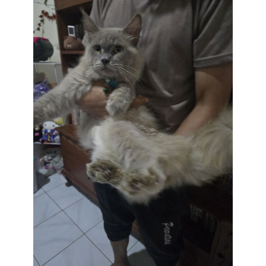 Kucing british sh mix persia usia 8 bulan jantan